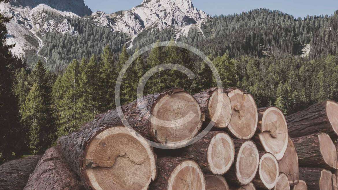 Timber Purchasing